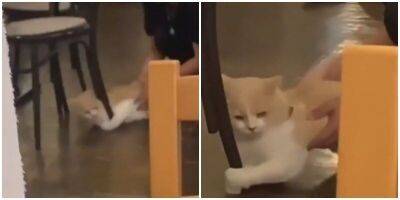 “Отпустите!”: котик не хочет уходит из кафе - mur.tv
