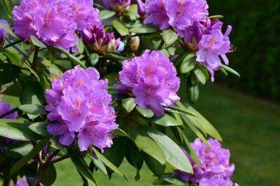 Хитрости выращивания рододендрона: 4 совета для обильного цветения - sadogorod.club
