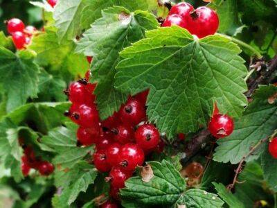 Чем опытные садоводы подкармливают смородину осенью, чтобы в следующем сезоне собирать баснословный урожай ягод - sadogorod.club
