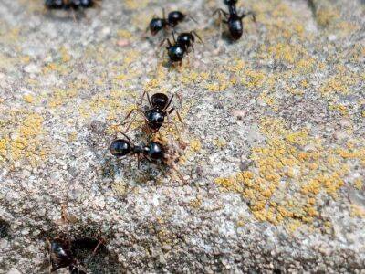 Как спасти деревья от муравьев: простой и экологичный способ - sadogorod.club