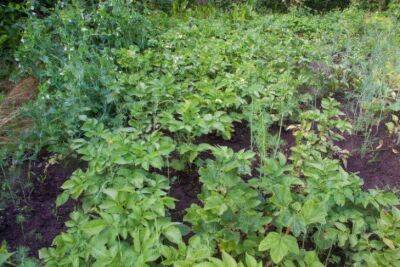 Как защитить картофель от недугов: вот что нужно посадить возле растения - sadogorod.club