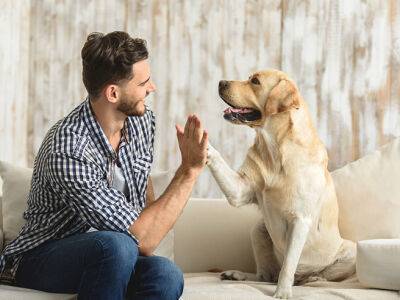 Собаки могут учуять стресс! - shape.ru