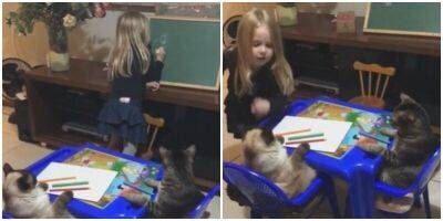 Девочка провела урок рисования для двух котиков и развеселила Сеть - mur.tv - Бразилия