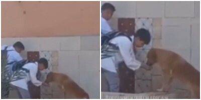Школьники помогли собаке попить воды - mur.tv - Индия