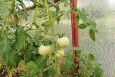 Как вырастить помидоры к маю без теплицы и рассады: простой способ - sadogorod.club