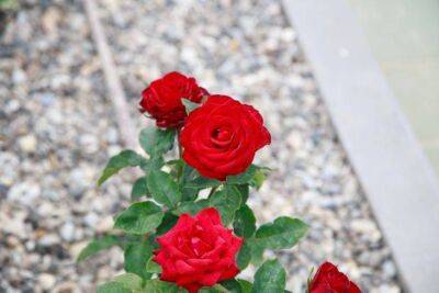 Как ухаживать за розами после цветения: 3 действия для здоровья растений - sadogorod.club - Сша