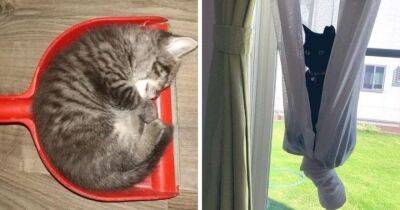 18 смешных отдыхающих котиков, которые были обнаружены людьми в самых неожиданных местах - mur.tv
