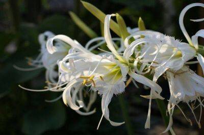 Какой цветок посадить тем, кто без ума от запаха ванили: удивительно ароматное и неприхотливое растение - sadogorod.club