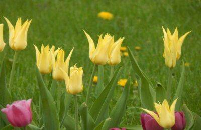 Как посадить тюльпаны осенью для пышного цветения весной: 5 главных секретов - sadogorod.club