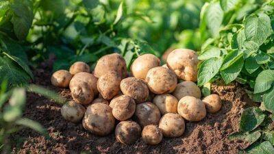 Как предотвратить болезни картофеля - sadogorod.club