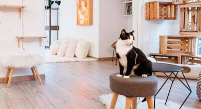 Как сделать домик для кота своими руками в домашних условиях - women93.ru