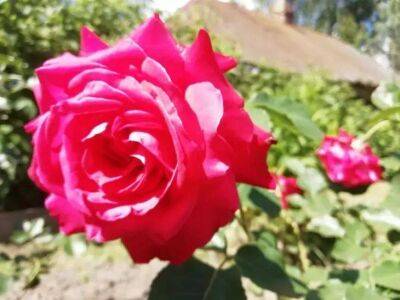 Елен Гутыро - 4 самых частых ошибки при выращивании роз: что нужно обязательно знать цветоводам - sadogorod.club