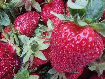 Елен Гутыро - Обязательные удобрения для осенней подкормки клубники, чтобы выросли огромные ягоды с сочной мякотью - sadogorod.club
