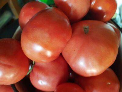 Елена Шимановская - Рассказываем, как правильно заготавливать осенью и хранить семена томатов: прорастут без проблем - sadogorod.club