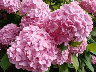 Ольга Котова - Подкисляйте гортензии серой всего 2 раза в год — цветут обильно и большими соцветиями - sadogorod.club