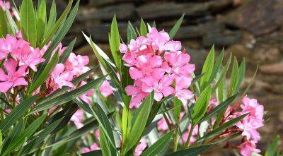 Олеандр в комнатной культуре - прекрасное, но ядовитое растение для южного, западного или восточного окна - sadogorod.club - Иран - Португалия