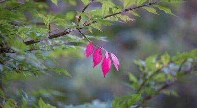 Виды бересклетов для сада, кустарники с малиновыми и розовыми листьями - sadogorod.club - Россия