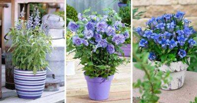 Голубые, фиолетовые и синие цветы, которые прекрасно растут в кашпо и подвесных горшках - lifehelper.one
