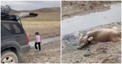 Туристы увидели на дороге обессиленного теленка, застрявшего в грязи - mur.tv