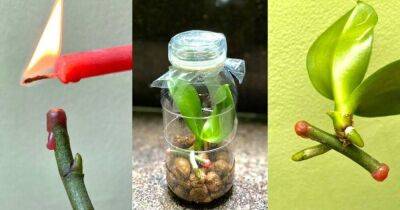 С этим методом вы легко вырастите много маленьких орхидей из цветоносов - lifehelper.one