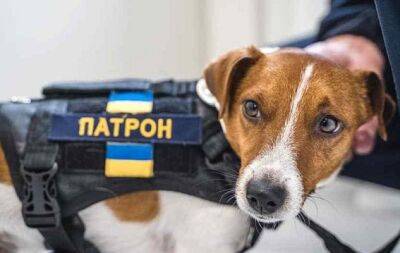 Любит сыр и служит в ГСЧС: 10 фактов об известном украинском собаке-сапере Патроне (ФОТО) - hochu.ua - Украина