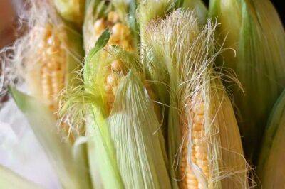 Елен Гутыро - Как сохранить кукурузу хотя бы до октября-ноября, чтобы зерно внутри не стало «каменным» - sadogorod.club
