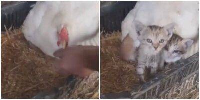 Чужих детей не бывает!: курица приютила котят - mur.tv