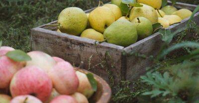 8 октября Институт садоводства приглашает всех желающих на сбор яблок и груш в Добеле - sadogorod.club