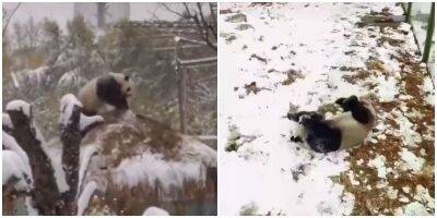 “Ура! Снежок!: панда радуется первому снегу - mur.tv - Китай