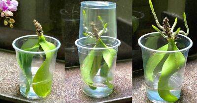 Даже орхидея вообще без корней укоренится в течение 45 дней. Лайфхак с пластиковыми стаканами - lifehelper.one