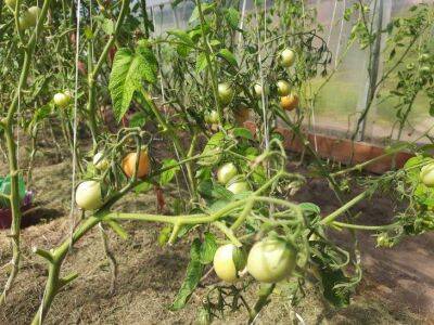 Как с помощью дрожжей, получить хороший урожай помидоров: огородникам на заметку - sadogorod.club