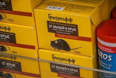 Как предотвратить нашествие мышей на даче: одно простое правило, чтобы грызуны не приходили - sadogorod.club
