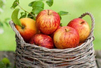 Почему яблоки вырастают мелкими: опытные дачники назвали основные причины - sadogorod.club