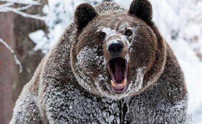 Почему медведи просыпаются зимой, или 5 фактов о медведях-шатунах - fokus-vnimaniya.com