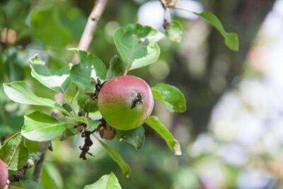 Как правильно посадить яблоню осенью, чтобы она быстро пошла в рост: советы продвинутых садоводов - sadogorod.club