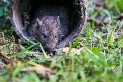 Как избавиться от мышей и крыс в погребе, доме, подвале и компостной куче: самый приятный способ - sadogorod.club