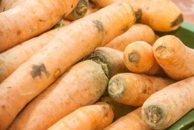 Как успешно сохранить морковь в погребе и всю зиму наслаждаться свежими овощами: важные нюансы - sadogorod.club
