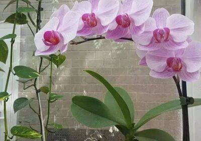 Как уговорить орхидею выпустить новую стрелку: 4 причины, почему растение не цветет - sadogorod.club