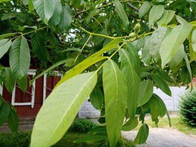 Что делать с листьями грецкого ореха осенью: яд или незаменимое удобрение - sadogorod.club