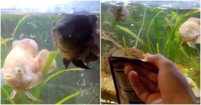 Хозяйка показала, как аквариумные рыбки реагируют на кормёжку - mur.tv