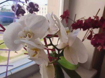 Как оживить чахлую орхидею и восстановить корни без полива: необычная хитрость - sadogorod.club