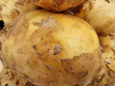 Секреты богатого урожая картофеля от голландских фермеров - sadogorod.club - Голландия