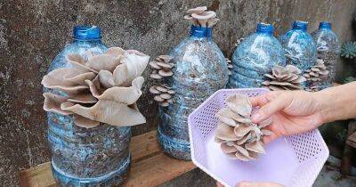 Возьмите пластиковую бутылку, и всегда будете с грибами. Выращивание вешенок в домашних условиях - lifehelper.one