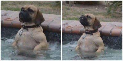 “Райское наслаждение!”: собака попала в джакузи и испытала кайф - mur.tv