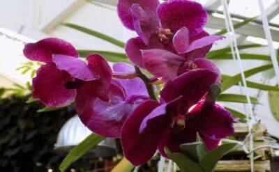 Что происходит в домах, где есть орхидеи: приметы - sadogorod.club