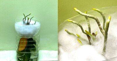 Сажайте орхидею листьями вниз, чтобы помочь растению отрастить много новых корней - lifehelper.one