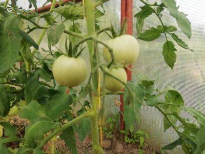 Раствор, которым поливают томаты, чтобы было как можно больше завязей: секрет ушлых хозяек - sadogorod.club