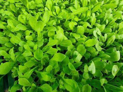 Как вырастить шпинат в помещении: свежая зелень в любое время года - sadogorod.club