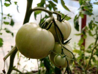 Анастасия Коврижных - Ленивый способ выращивания помидоров: можно ли достичь впечатляющего результата при минимуме усилий - sadogorod.club