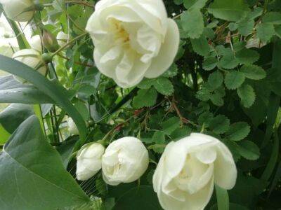 Обрезка кустов роз весной: главные правила, которых нужно придерживаться, чтобы не потерять цветок - sadogorod.club